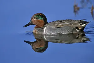 Carolinensis Prints: Amerikaanse Wintertaling; Green-winged Teal; Anas carolinensis