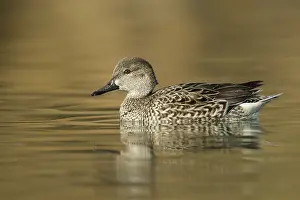 Carolinensis Prints: Amerikaanse Wintertaling; Green-winged Teal; Anas carolinensis