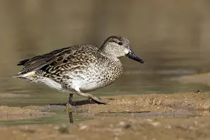Carolinensis Prints: Amerikaanse Wintertaling; Green-winged Teal; Anas carolinensis