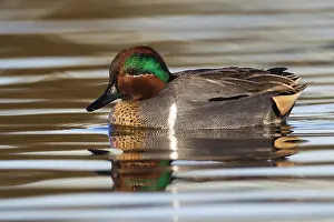 Carolinensis Prints: Amerikaanse Wintertaling; Green-winged Teal; Anas carolinensis