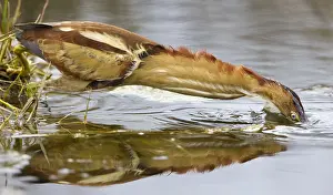 Vissende Prints: Amerikaanse Woudaap, Least Bittern, Ixobrychus exilis