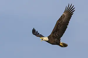 Images Dated 23rd February 2006: Amerikaanse Zeearend, Bald Eagle, Haliaeetus leucocephalus