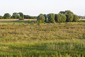 Images Dated 6th June 2014: Amerongse Bovenpolder, Utrecht; Amerongse Bovenpolder, Netherlan