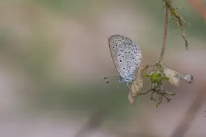 2010 Prints: Amethistblauwtje, African Grass Blue, Zizeeria knysna