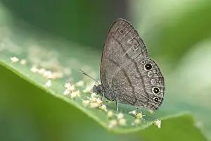 2024 Prints: Amiga arnaca butterfly