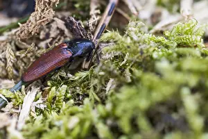 Images Dated 18th March 2020: Ampedus pomorum