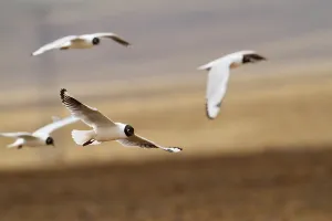 Images Dated 6th December 2009: Andean Gull