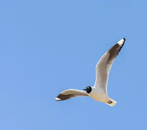 Images Dated 12th September 2015: Andean Gull, Chroicocephalus serranus