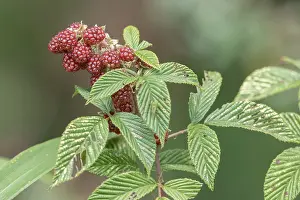 2023 Prints: Andean Raspberry