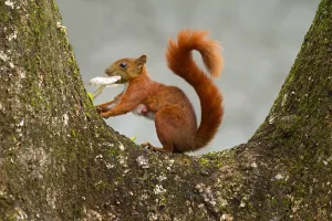 Andean Prints: Andean squirrel, Sciurus pucheranii