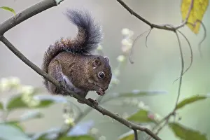 Images Dated 22nd December 2015: Andean Squirrel (Sciurus pucheranii)