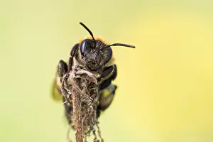 Images Dated 4th April 2021: Andrena nitida