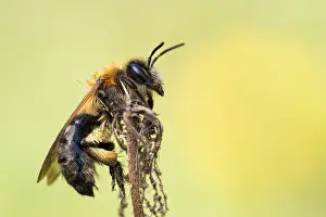 Images Dated 4th April 2021: Andrena nitida