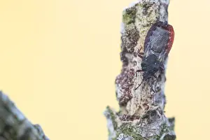 Images Dated 1st June 2021: Aneurus avenius