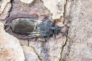 Images Dated 27th May 2022: Aneurus avenius