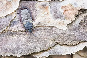 Images Dated 27th May 2022: Aneurus avenius
