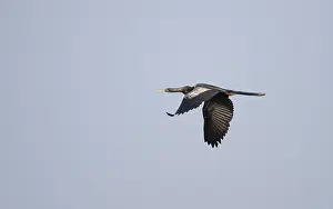 Images Dated 16th April 2017: Anhinga, Anhinga anhinga