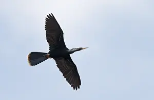 Images Dated 15th April 2017: Anhinga, Anhinga anhinga