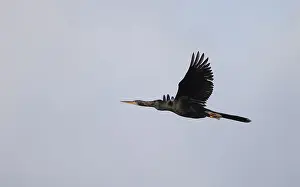 Images Dated 16th April 2017: Anhinga, Anhinga anhinga