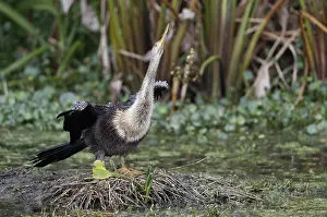 Images Dated 9th April 2017: Anhinga, Anhinga anhinga