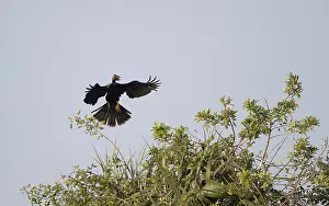 Images Dated 16th April 2017: Anhinga, Anhinga anhinga