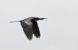 Images Dated 15th April 2017: Anhinga, Anhinga anhinga