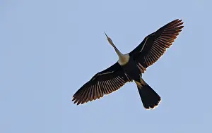 Images Dated 8th April 2017: Anhinga, Anhinga anhinga