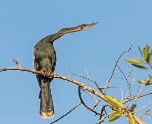 Mexican Prints: Anhinga, Anhinga anhinga