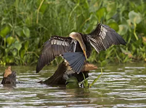 Images Dated 26th September 2018: Anhinga, Anhinga anhinga anhinga