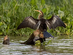 Images Dated 26th September 2018: Anhinga, Anhinga anhinga anhinga