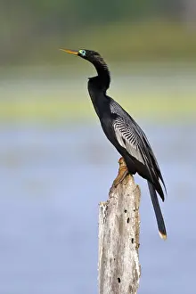 Images Dated 25th April 2011: Anhinga, Anhinga anhinga leucogaster