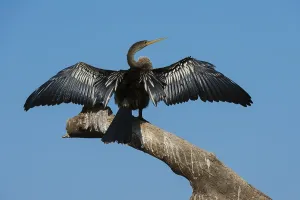 Wetland Prints: An Anhinga, Anhinga anhinga, perching on a branch