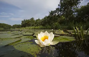 Waterlelies Prints: Ankeveense plassen