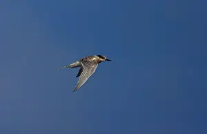 Images Dated 26th March 2006: Antarctische Stern, Antarctic Tern, Sterna vittata