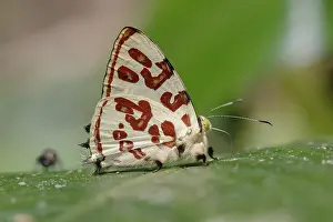 2024 Prints: Anteros kupris