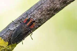 Images Dated 2nd June 2021: Anthaxia manca