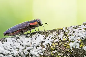 Images Dated 2nd June 2021: Anthaxia manca