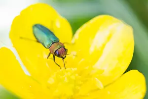 Images Dated 17th May 2020: Anthaxia nitidula