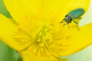 Images Dated 17th May 2020: Anthaxia nitidula