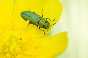 Images Dated 17th May 2020: Anthaxia nitidula