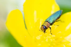 Images Dated 17th May 2020: Anthaxia nitidula