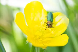 Images Dated 17th May 2020: Anthaxia nitidula