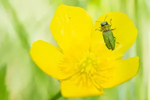 Images Dated 17th May 2020: Anthaxia nitidula