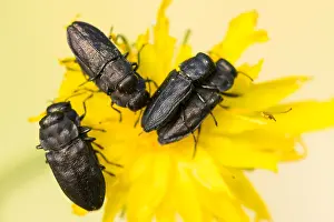 Images Dated 2nd June 2020: Anthaxia quadripunctata