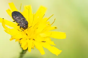 Images Dated 2nd June 2020: Anthaxia quadripunctata
