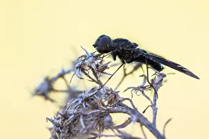 Images Dated 30th May 2022: Anthrax anthrax