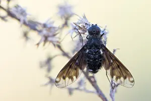 Images Dated 30th May 2022: Anthrax anthrax