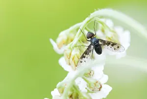 Bombyliidae Prints: Anthrax varius