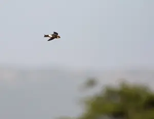 Images Dated 27th June 2015: Antillean Palm-Swift, Tachornis phoenicobia