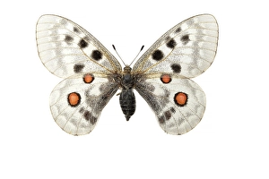 Papilionidae Prints: Apollo; Parnassius apollo